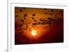 Barnacle Goose (Branta Leucopsis) Flock in Flight at Sunset, Westerhever, Germany, April 2009-Novák-Framed Photographic Print