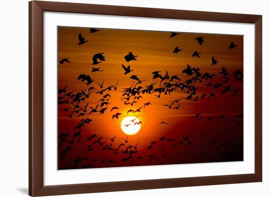 Barnacle Goose (Branta Leucopsis) Flock in Flight at Sunset, Westerhever, Germany, April 2009-Novák-Framed Photographic Print