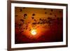 Barnacle Goose (Branta Leucopsis) Flock in Flight at Sunset, Westerhever, Germany, April 2009-Novák-Framed Photographic Print