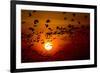 Barnacle Goose (Branta Leucopsis) Flock in Flight at Sunset, Westerhever, Germany, April 2009-Novák-Framed Photographic Print