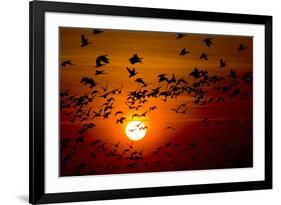 Barnacle Goose (Branta Leucopsis) Flock in Flight at Sunset, Westerhever, Germany, April 2009-Novák-Framed Photographic Print