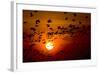 Barnacle Goose (Branta Leucopsis) Flock in Flight at Sunset, Westerhever, Germany, April 2009-Novák-Framed Photographic Print