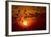 Barnacle Goose (Branta Leucopsis) Flock in Flight at Sunset, Westerhever, Germany, April 2009-Novák-Framed Photographic Print