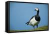 Barnacle Goose (Branta Leucopsis) with Grass, Nabu Center, Katinger Watt, Eiderstedt, Germany-Novák-Framed Stretched Canvas