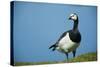 Barnacle Goose (Branta Leucopsis) with Grass, Nabu Center, Katinger Watt, Eiderstedt, Germany-Novák-Stretched Canvas