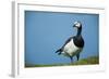 Barnacle Goose (Branta Leucopsis) with Grass, Nabu Center, Katinger Watt, Eiderstedt, Germany-Novák-Framed Photographic Print