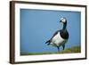 Barnacle Goose (Branta Leucopsis) with Grass, Nabu Center, Katinger Watt, Eiderstedt, Germany-Novák-Framed Photographic Print