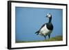 Barnacle Goose (Branta Leucopsis) with Grass, Nabu Center, Katinger Watt, Eiderstedt, Germany-Novák-Framed Photographic Print