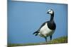 Barnacle Goose (Branta Leucopsis) with Grass, Nabu Center, Katinger Watt, Eiderstedt, Germany-Novák-Mounted Photographic Print