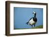 Barnacle Goose (Branta Leucopsis) with Grass, Nabu Center, Katinger Watt, Eiderstedt, Germany-Novák-Framed Photographic Print