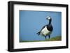 Barnacle Goose (Branta Leucopsis) with Grass, Nabu Center, Katinger Watt, Eiderstedt, Germany-Novák-Framed Photographic Print