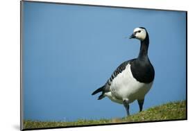 Barnacle Goose (Branta Leucopsis) with Grass, Nabu Center, Katinger Watt, Eiderstedt, Germany-Novák-Mounted Photographic Print