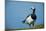 Barnacle Goose (Branta Leucopsis) with Grass, Nabu Center, Katinger Watt, Eiderstedt, Germany-Novák-Mounted Photographic Print