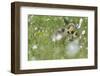 Barnacle Goose Chicks Preening in the Grass. Germany, Bavaria, Munich-Martin Zwick-Framed Photographic Print