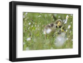 Barnacle Goose Chicks Preening in the Grass. Germany, Bavaria, Munich-Martin Zwick-Framed Photographic Print