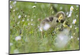 Barnacle Goose Chicks Preening in the Grass. Germany, Bavaria, Munich-Martin Zwick-Mounted Photographic Print