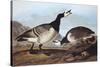 Barnacle Goose-John James Audubon-Stretched Canvas