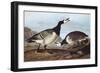 Barnacle Goose-John James Audubon-Framed Art Print