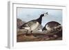 Barnacle Goose-John James Audubon-Framed Art Print