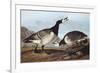 Barnacle Goose-John James Audubon-Framed Premium Giclee Print