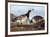 Barnacle Goose-John James Audubon-Framed Premium Giclee Print