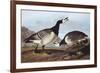 Barnacle Goose-John James Audubon-Framed Premium Giclee Print