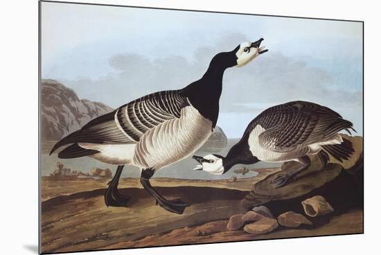 Barnacle Goose-John James Audubon-Mounted Premium Giclee Print