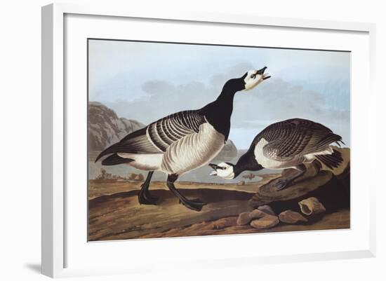 Barnacle Goose-John James Audubon-Framed Art Print