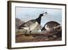 Barnacle Goose-John James Audubon-Framed Art Print