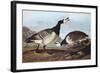 Barnacle Goose-John James Audubon-Framed Art Print