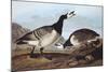 Barnacle Goose-John James Audubon-Mounted Art Print