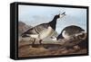 Barnacle Goose-John James Audubon-Framed Stretched Canvas