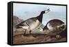 Barnacle Goose-John James Audubon-Framed Stretched Canvas