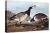 Barnacle Goose-John James Audubon-Stretched Canvas