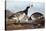 Barnacle Goose-John James Audubon-Stretched Canvas