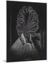 Barnacle-Philip Henry Gosse-Mounted Giclee Print