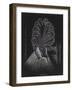 Barnacle-Philip Henry Gosse-Framed Giclee Print