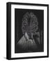 Barnacle-Philip Henry Gosse-Framed Giclee Print