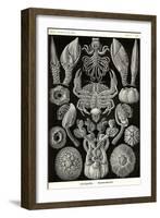 Barnacles-Ernst Haeckel-Framed Art Print