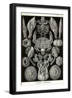 Barnacles-Ernst Haeckel-Framed Art Print