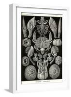 Barnacles-Ernst Haeckel-Framed Art Print