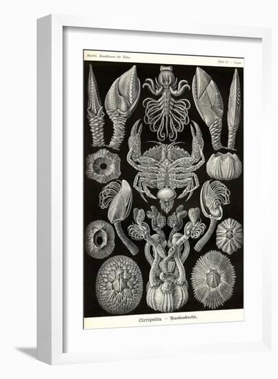 Barnacles-Ernst Haeckel-Framed Art Print