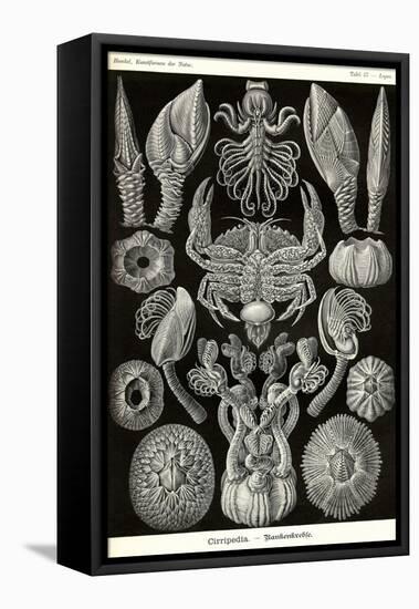 Barnacles-Ernst Haeckel-Framed Stretched Canvas