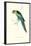 Barnard's Parakeet - Barnardius Zonarius Barnardi-Edward Lear-Framed Art Print