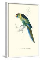 Barnard's Parakeet - Barnardius Zonarius Barnardi-Edward Lear-Framed Art Print