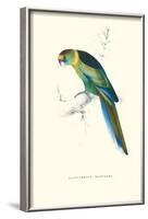 Barnard's Parakeet - Barnardius Zonarius Barnardi-Edward Lear-Framed Art Print
