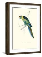 Barnard's Parakeet - Barnardius Zonarius Barnardi-Edward Lear-Framed Art Print