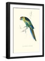 Barnard's Parakeet - Barnardius Zonarius Barnardi-Edward Lear-Framed Art Print