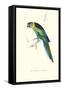 Barnard's Parakeet - Barnardius Zonarius Barnardi-Edward Lear-Framed Stretched Canvas