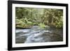 Barnes Creek Through Forest, Olympic National Park, Washington, USA-Jaynes Gallery-Framed Photographic Print